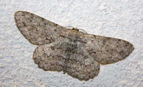 Hypomecis punctinalis
